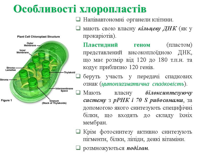 Особливості хлоропластів Напівавтономні органели клітини. мають свою власну кільцеву ДНК (як у прокаріотів). 
